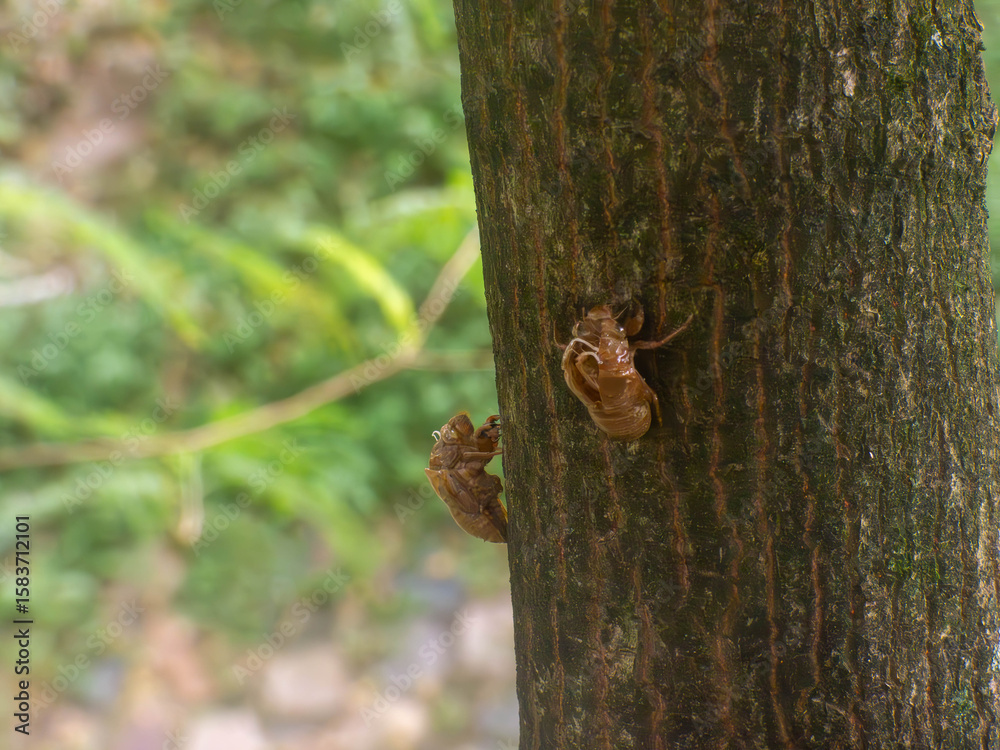 Fototapeta premium Insectos