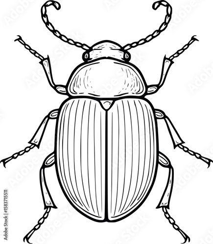 Line art vector of beetle with hard shell and curved antennae, black line details, isolated on white