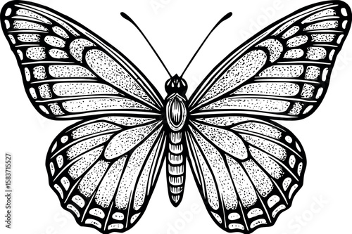 Line art vector of butterfly with symmetrical wings and textured patterns, isolated on white