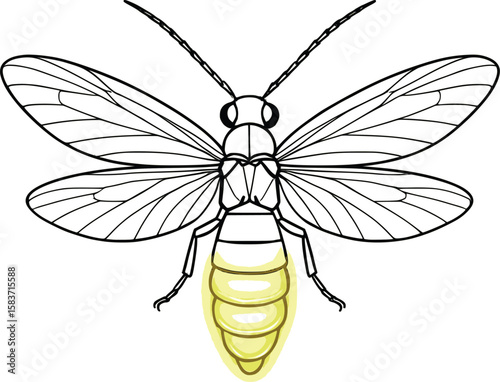 Line art vector of firefly with glowing abdomen lines, wings extended, isolated on white