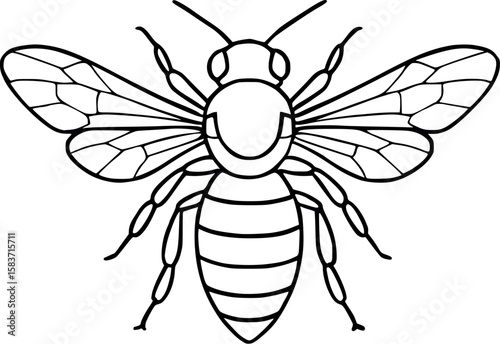 Line art vector of honey bee with open wings and segmented body, fine black lines, isolated on white