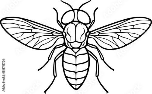 Line art vector of horsefly with broad wings and compound eyes, stylized contours, isolated on white