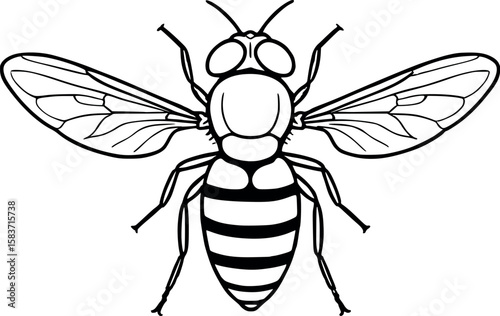 Line art vector of hoverfly mimicking a bee, clean symmetry and wing structure, isolated on white