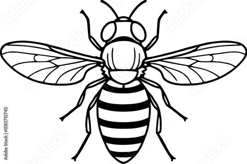 Line art vector of hoverfly mimicking a bee, clean symmetry and wing structure, isolated on white