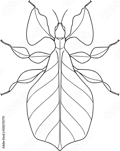 Line art vector of leaf insect with camouflaged body structure, minimal line detail, isolated on white
