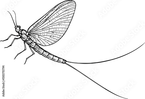 Line art vector of mayfly with long tail and delicate wings, vintage naturalist style, isolated on white