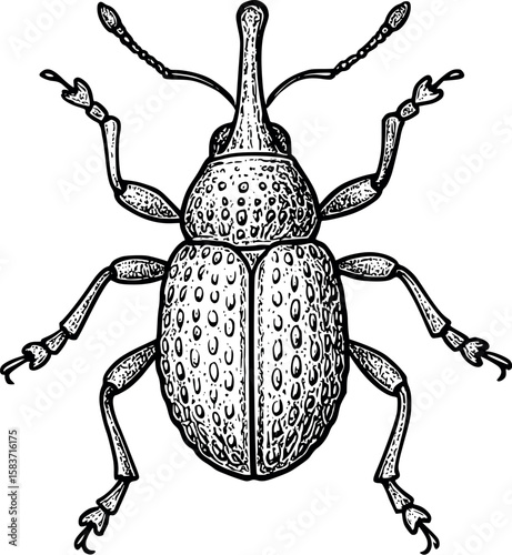 Line art vector of weevil with long snout and bumpy shell, scientific etching style, isolated on white