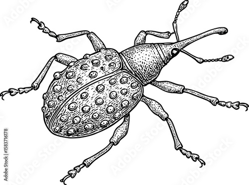 Line art vector of weevil with long snout and bumpy shell, scientific etching style, isolated on white