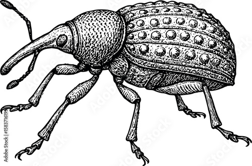 Line art vector of weevil with long snout and bumpy shell, scientific etching style, isolated on white