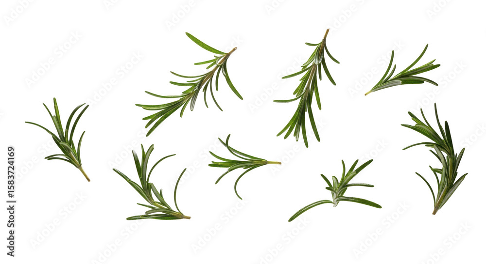 Obraz premium Fresh rosemary sprigs arranged on a white background, showcasing vibrant green leaves.