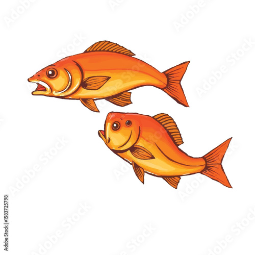 Two vibrant orange fish swimming in a playful dance against a white background