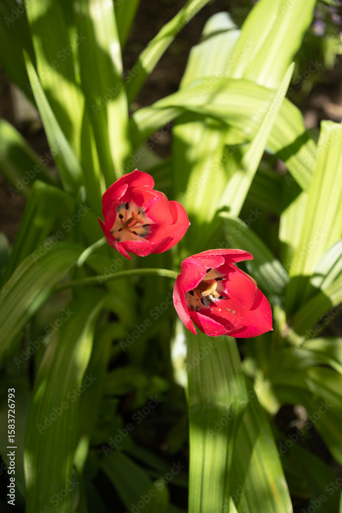 Fototapeta premium red tulips grow in a flowerbed on a sunny summer day