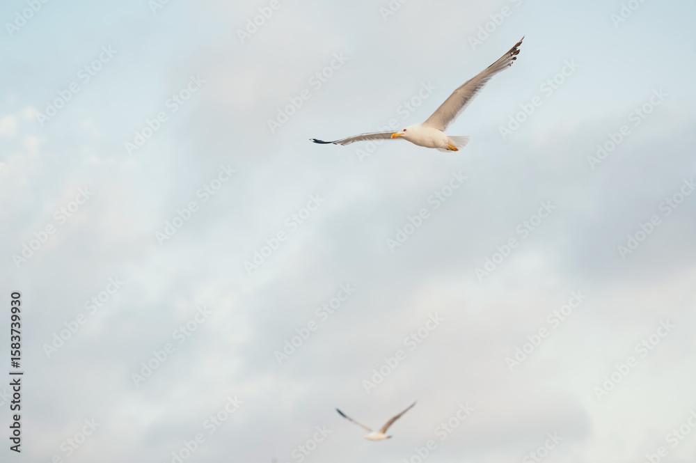 Obraz premium A serene moment captured with graceful seagulls soaring elegantly beneath a vast and cloudy sky above