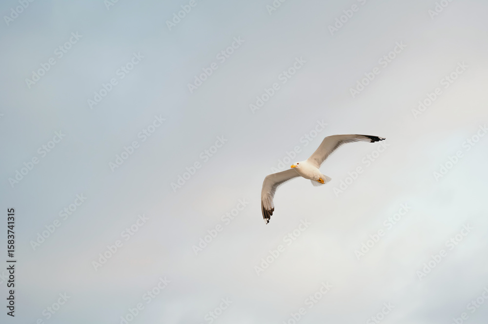 Obraz premium A majestic, beautiful seagull gracefully glides through a soft, fluffy, cloudy sky at sunset, embodying freedom