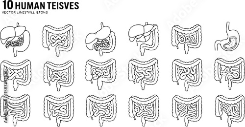 Set of guts vector icons. Linear intestines or bowel. Human organ. Vector 10 Eps.
