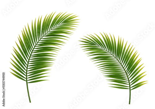 Isolated Pair of Lush Green Palm Fronds