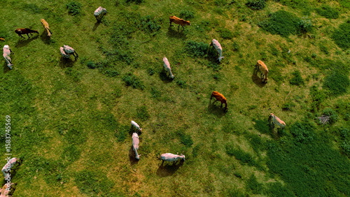 aerial photography ducumentary Herd of cows grazing on the meadow near the lake at sunset 