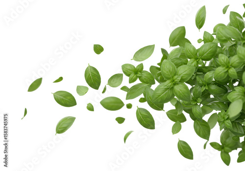 Isolated Flying Fresh Basil Leaves