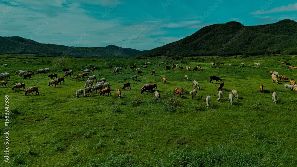 Obraz premium aerial photography ducumentary Herd of cows grazing on the meadow near the lake at sunset 