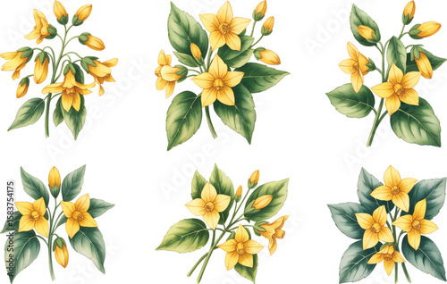Bilde på lerret Yellow nightshade flowers with buds in botanical watercolor flower vector illustration