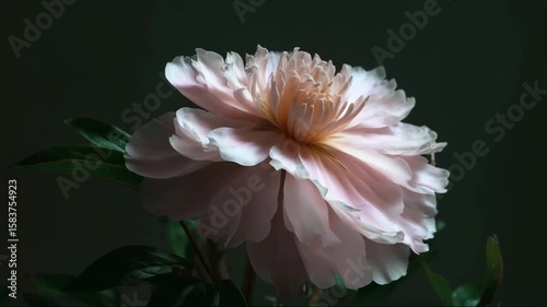 Pink peony flower with soft petals against dark background  