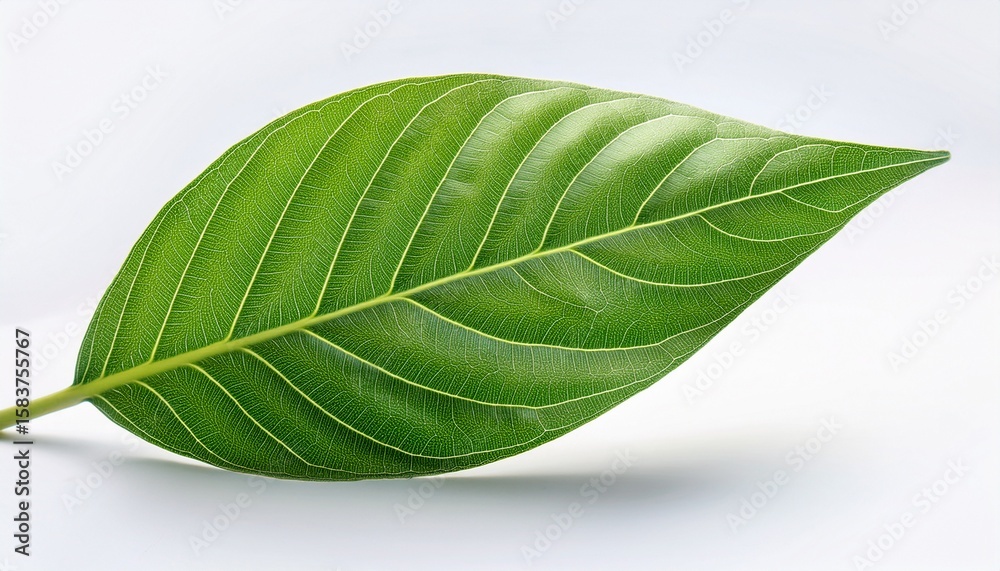 Obraz premium isolated green leaf with air flow lines