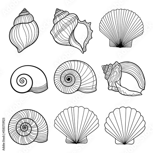 Vector art of a collection of nine different seashells and conch shells
