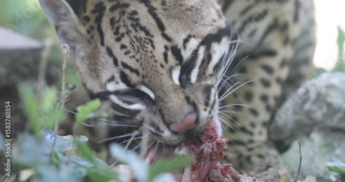 Detailed shot of a beautiful ocelot eating. Showcasing its patterned fur, sharp senses, and survival instinct