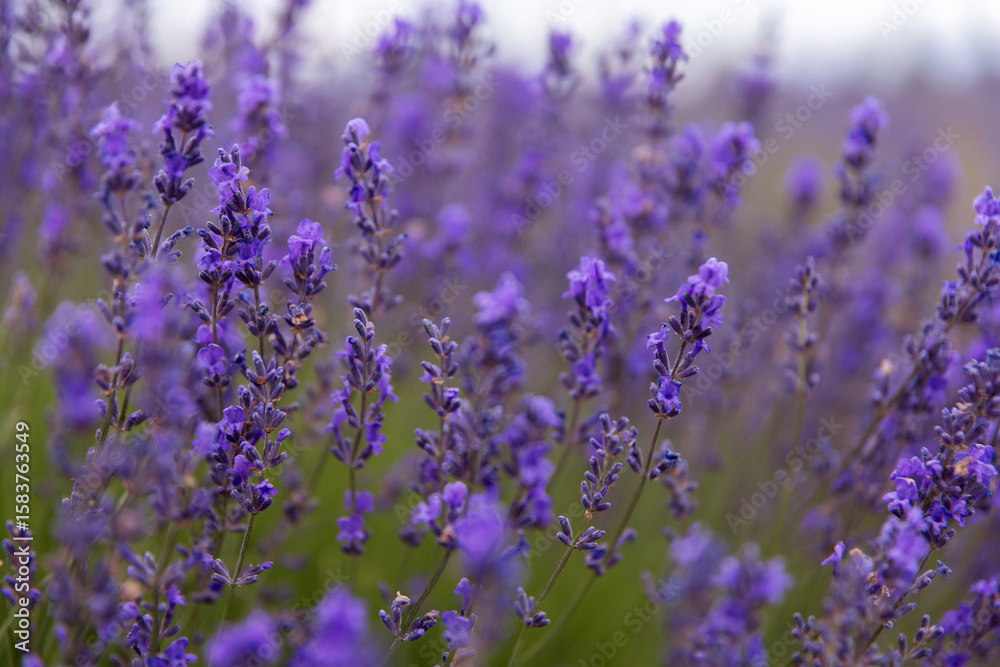 Fototapeta premium Dense Lavender Flowers Field In Peak Bloom