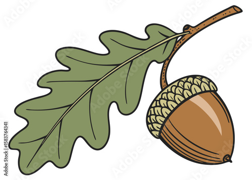 the green leaf and the tiny acorn isolated on white background.