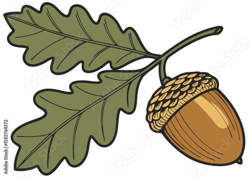 acorn with textured cap and oak leaf on brown stem illustration design isolated on white background.