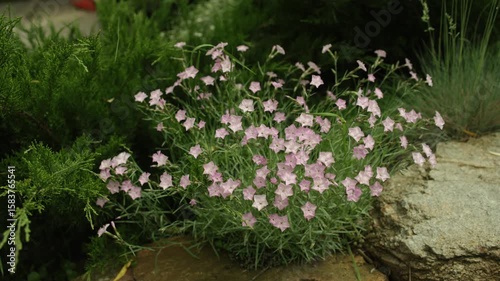 The closeup of the bush of pink carnations, Dianthus japonicus, in the garden in spring