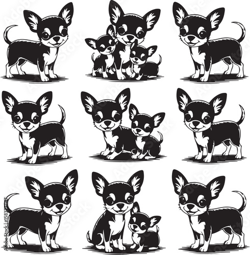 Black and white chihuahua dogs in various poses puppy