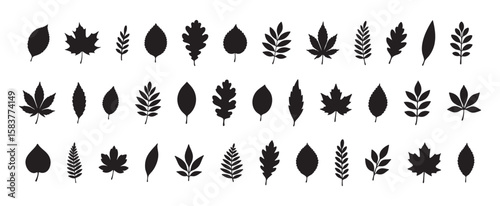 Collection of various leaf silhouettes in black, isolated on white background, graphic illustration. concept of nature, botanical elements, foliage, plant design, icon set