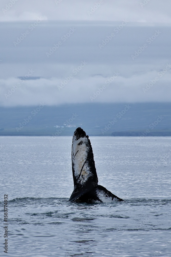 Fototapeta premium Avistamiento de ballena jorobada en el océano. Islandia