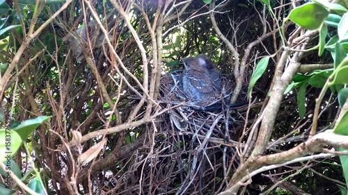 Brown trasher (Toxostoma rufum) . 
One of the videos in the series filmed during the nesting