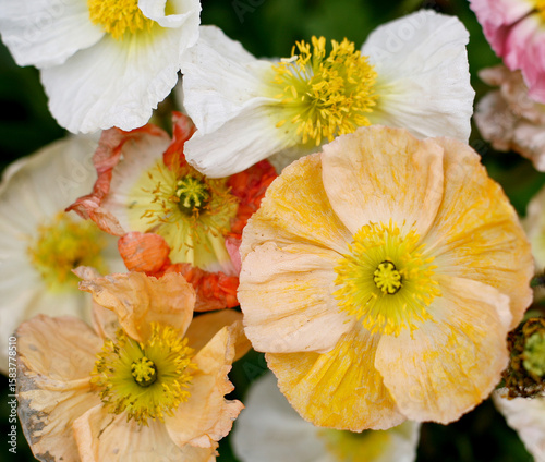 Various coloured Poppy flowers as they begin to wilt