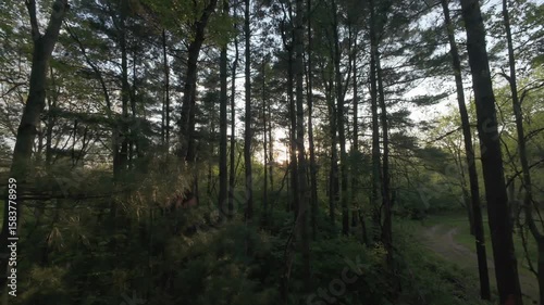 FPV drone flying through the treetops of a forest in Jackson Michigan during a beautiful spring sunset