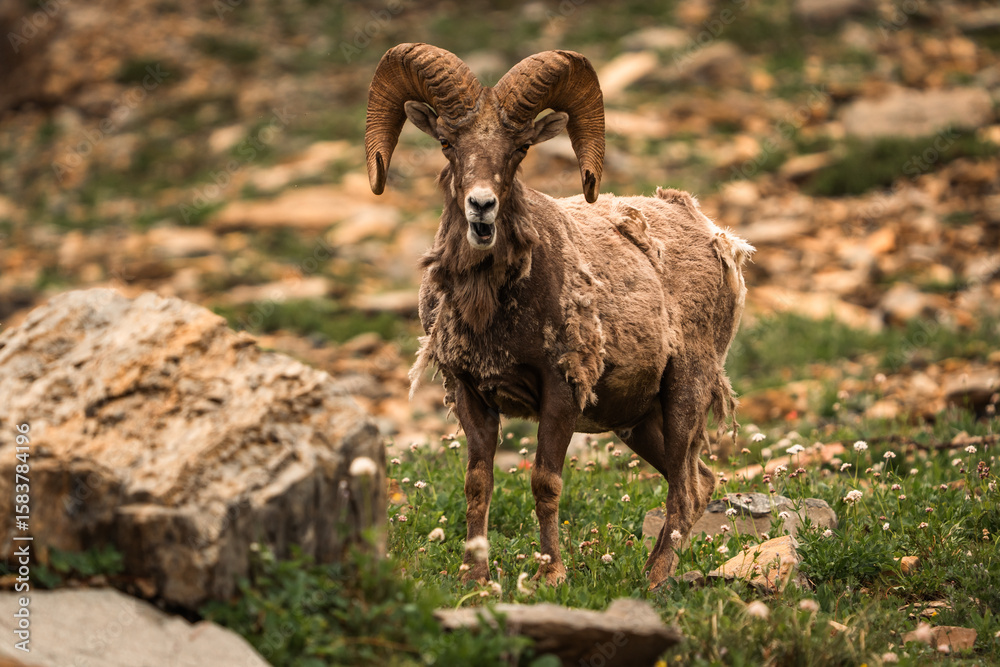 Fototapeta premium Bighorn sheep standing on rocky mountain terrain in Glacier National Park