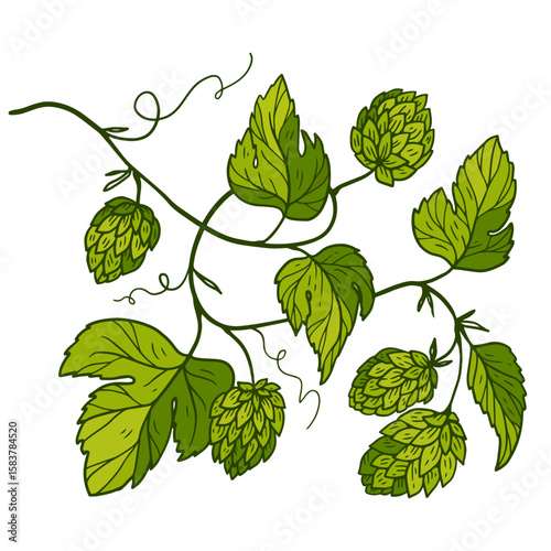 illustration of a hop vine with green leaves and cones. brewery decor