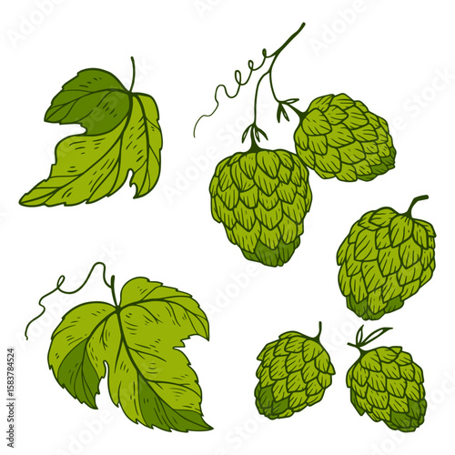 a set of hop drawings with cones and leaves for beer decoration