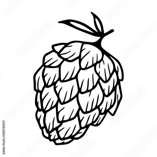 sketch of a cone of brewing hops on a white background