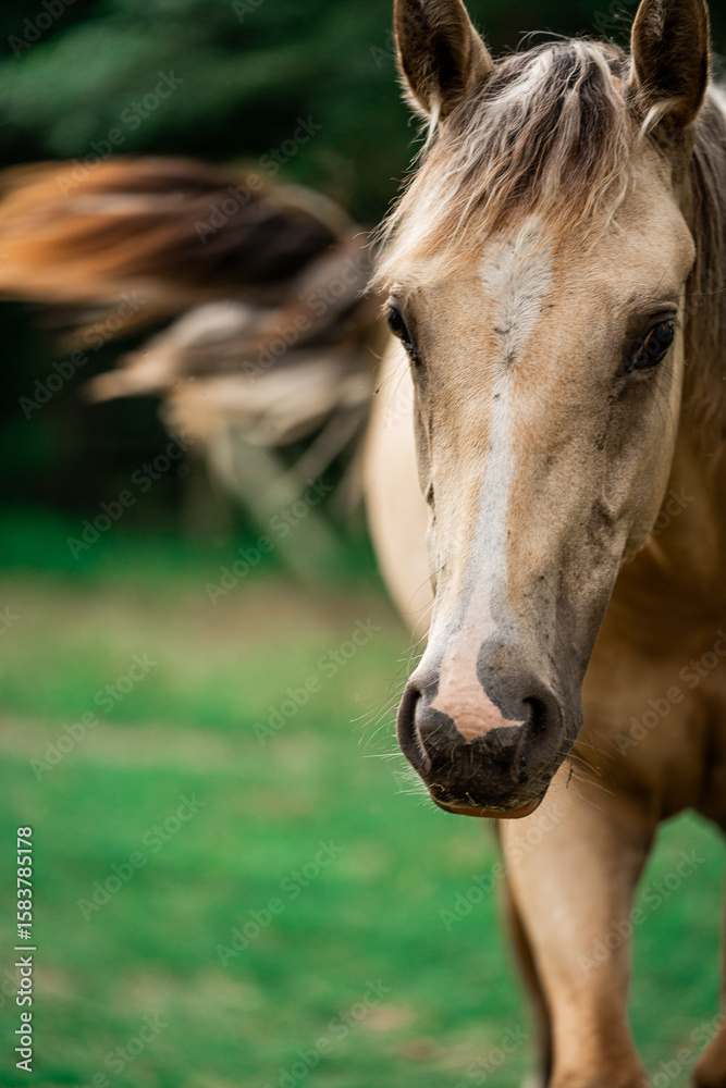 Obraz premium Buckskin Horse