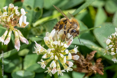 bee on a flower