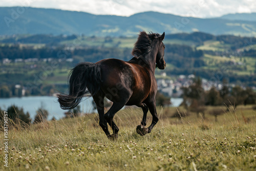 Pferd galoppiert durch die Schweiz