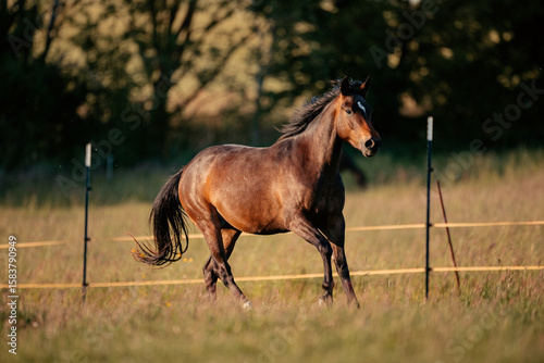 Quarter Horse im Galopp