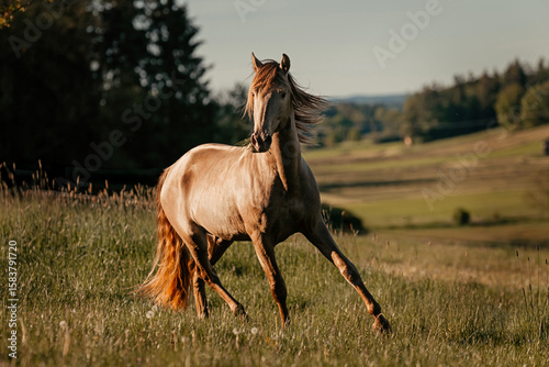 PRE Horse