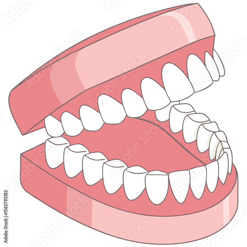 An anatomical illustration of a human jaw, showing both upper and lower sets of teeth embedded in pink gums. The mouth is depicted in an open position.