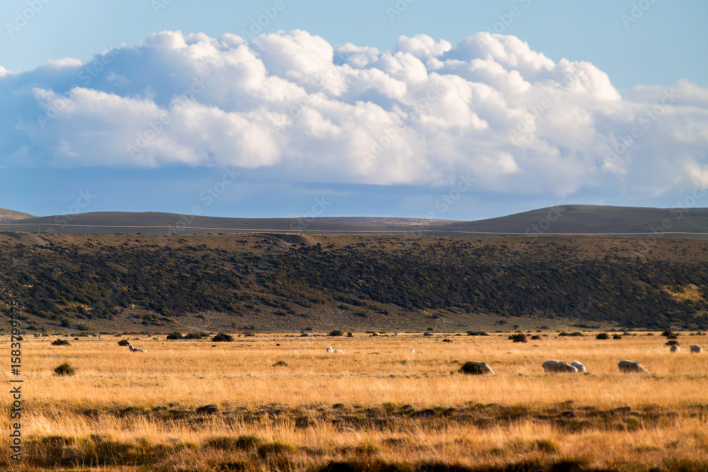 Obraz premium Flock of scattered sheep in the vast Patagonian steppe, surrounded by golden grasslands, gentle hills and dramatic clouds. Natural, minimalist scene evoking calm, freedom and rural landscape