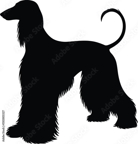 Afghan Hound silhouette in show stance with legs positioned for competition in black and white vector illustration
